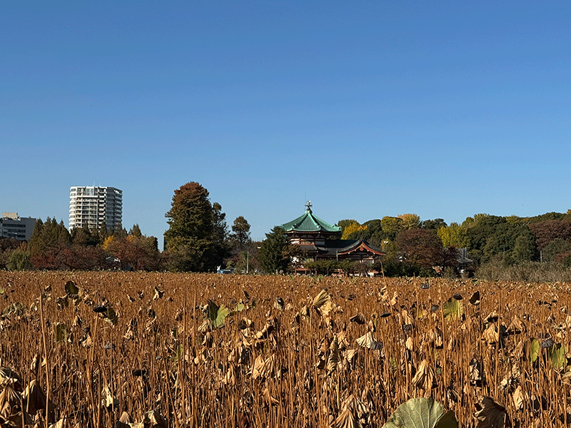 20251122不忍のハス池