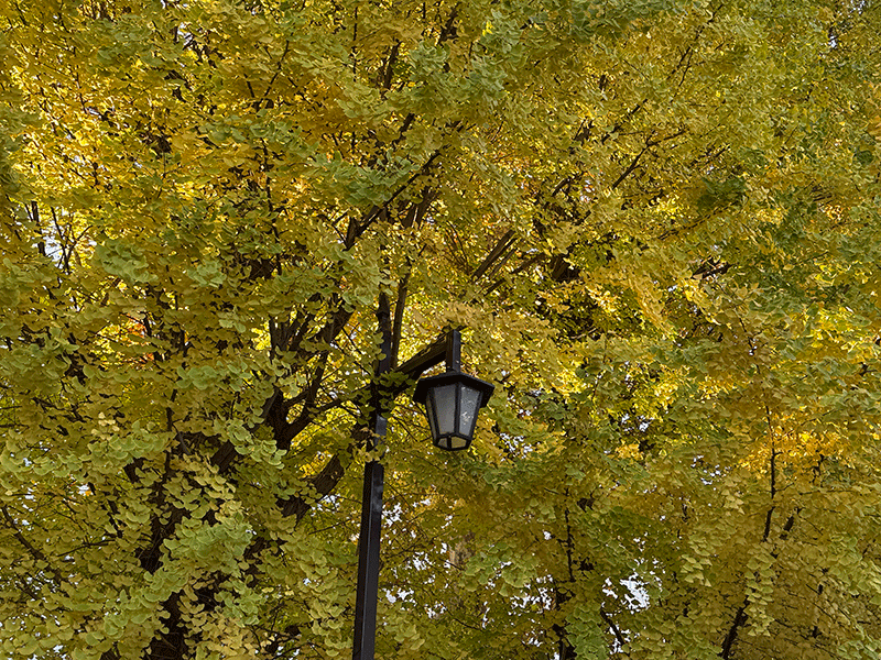 20251122不忍池畔の紅葉