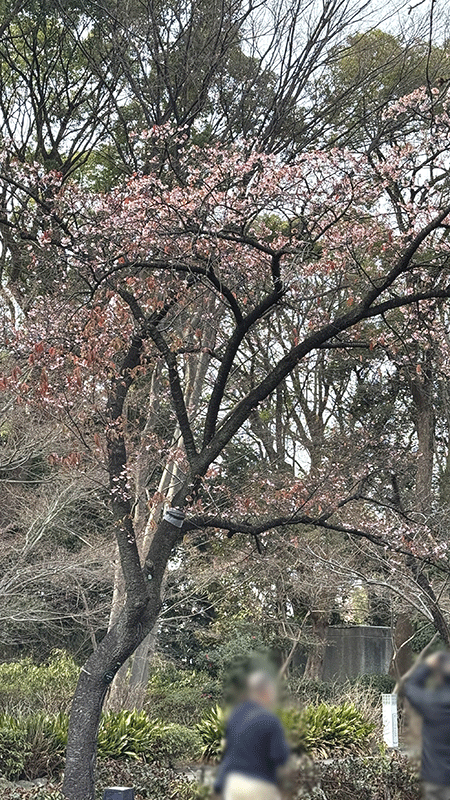 20260214早咲きさくら