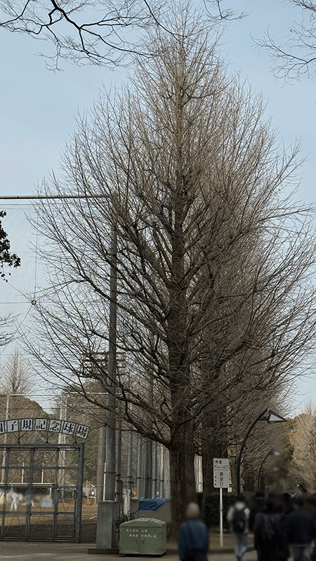 20260214銀杏並木